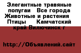 Элегантные травяные попугаи - Все города Животные и растения » Птицы   . Камчатский край,Вилючинск г.